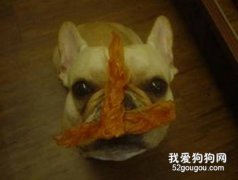 狗狗吃零食的注意事項