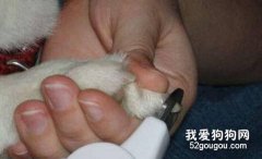 狗狗不愿剪指甲怎么辦？