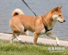怎樣帶狗出去散步？