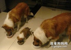 狗狗能吃人的剩食嗎?