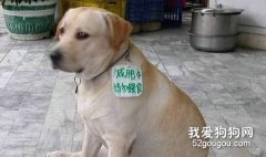 怎樣為不同的狗狗減肥？
