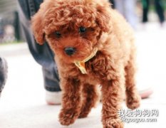 泰迪補鈣吃什么？