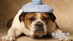 狗狗如何告訴你它病了
