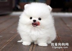 怎樣護理博美的牙齒和趾甲？