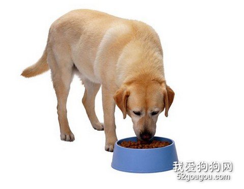 狗狗饮食