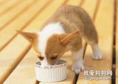 狗狗應該少吃什么？