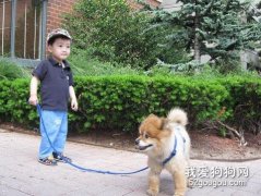 主人做好7件事，可大大改善與狗狗的關系