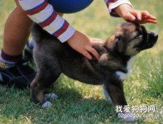 生活中關于狗狗的16個冷知識！