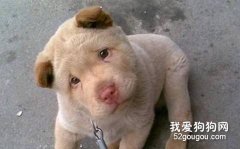 怎樣訓練狗狗不咬人？