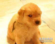 狗狗會用眼神交流