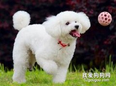 狗狗訓練技巧