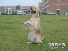 訓狗三要點