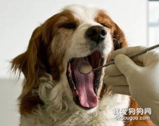 帶狗狗看病要注意什么？