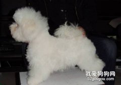 怎么給狗寶寶做美容？
