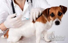 剛買的狗狗能打疫苗嗎？