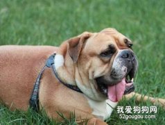 狗狗的服從訓練