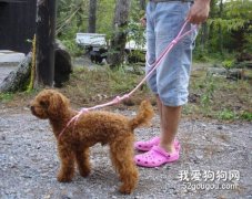 怎樣在小區文明養狗？