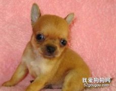 吉娃娃感冒的病癥及原因
