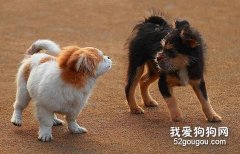 狗狗之間怎樣溝通？