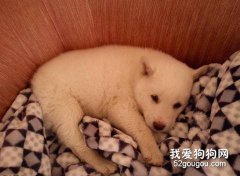 寄養狗狗之前有哪些準備工作？