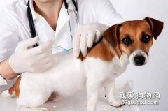 為什么狗狗打了預防針不管用