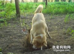 狗狗喜歡刨土怎么辦？