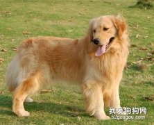 怎樣正確飼養護理金毛？