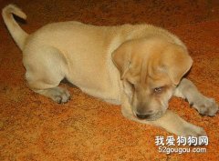合理飼養狗狗的十大準則