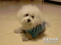 怎樣訓練狗狗安靜休息？