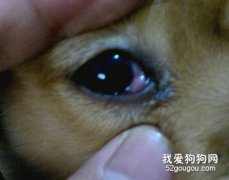 狗狗第三眼瞼突出怎么辦？