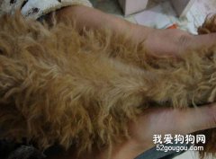 為什么狗狗總是掉毛？