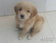 狗狗喜歡舔手腳怎么糾正？