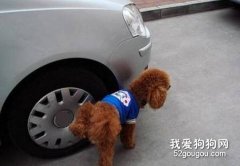 狗狗喜歡在車輪旁小便怎么辦？