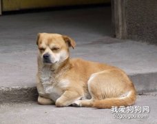 什么情況下打擾狗有危險？