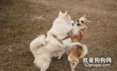 狗狗自己出去玩有哪些危險？