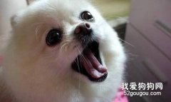 怎樣對付狗狗不停狂叫？