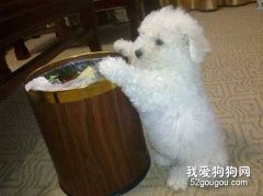 狗狗愛翻垃圾桶怎么辦？
