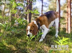 怎樣讓狗狗學會憑氣味取物？