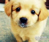 狗狗能喝牛奶嗎？