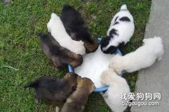 怎樣防止吃飯時狗狗上餐桌？