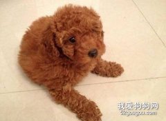 狗狗缺乏蛋白質怎么辦？