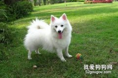 不要隨便讓狗狗吃零食