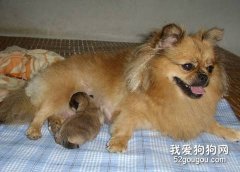 博美產后飼養需要注意什么？