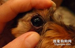 怎樣治療狗狗眼瞼內翻？