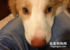 為什么狗狗牙齦出血？