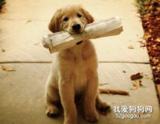 訓練狗狗要有獎有罰