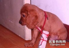 狗狗出車禍時怎樣急救？
