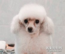 貴賓的淚痕怎樣清理？