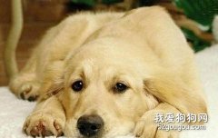 怎樣解決狗狗的分離焦慮癥？