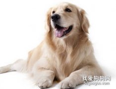 狗狗需要吃鹽嗎？